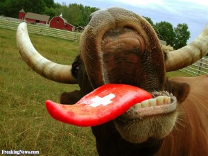 Swiss-cow--99355